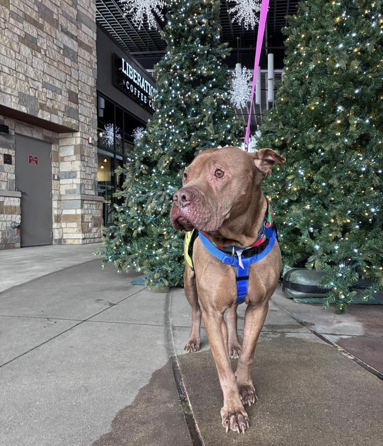 Enlarge Bobby, a Adoptable mixed breed in Portland, ME image 6/6
