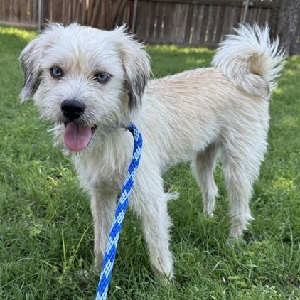 Roo, Adoptable, Adult Female Terrier & Mixed Breed.