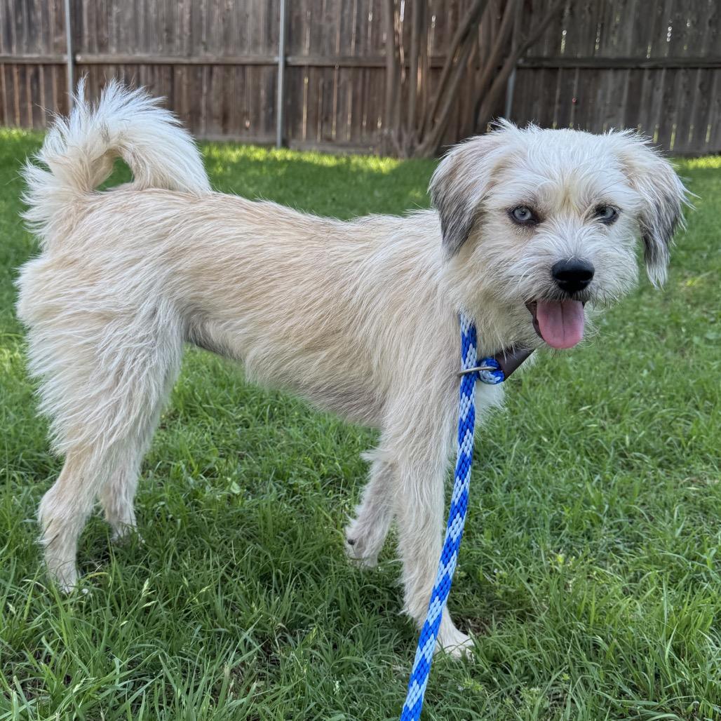 Enlarge Roo, a Adoptable mixed breed in Grapevine, TX image 3/6