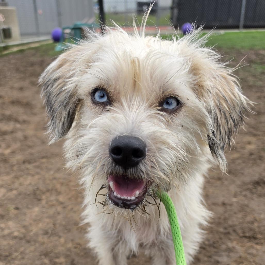 Enlarge Roo, a Adoptable mixed breed in Grapevine, TX image 4/6