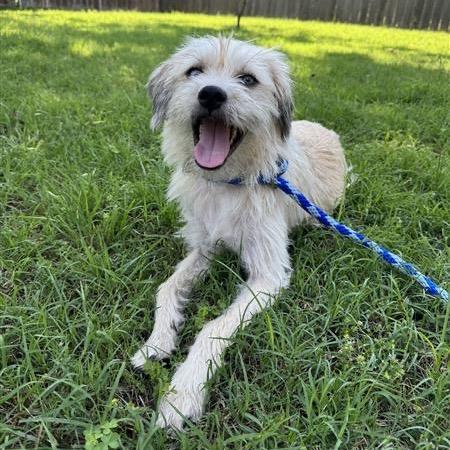Enlarge Roo, a Adoptable mixed breed in Grapevine, TX image 6/6