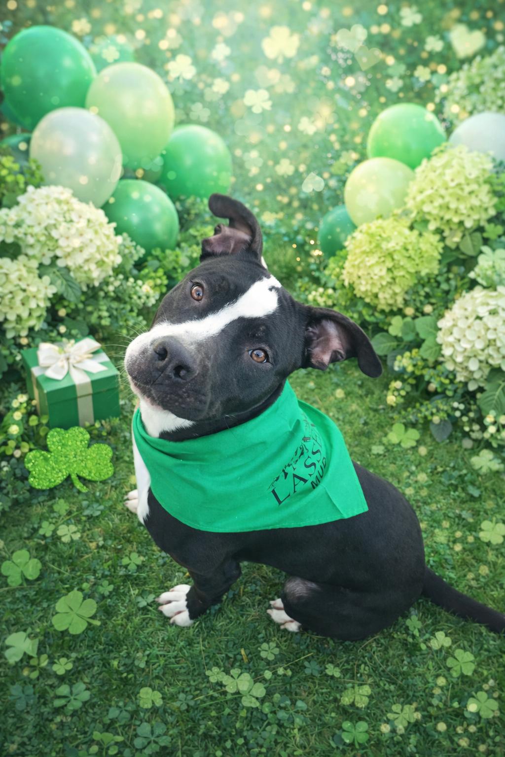 Enlarge Wyatt, a ADOPTABLE Pit Bull Terrier in Susanville, CA image 1/1