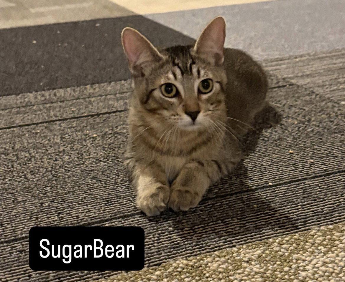 Sugar Bear and Sweet Pea, Adoptable, Kitten Female Tabby.