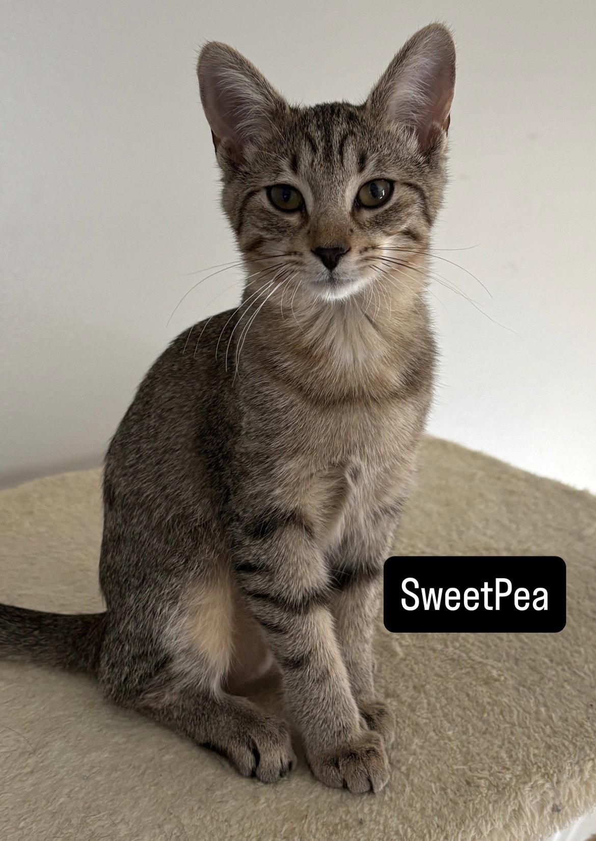 Enlarge Sugar Bear and Sweet Pea, a Adoptable Tabby in O'Fallon, MO image 2/3