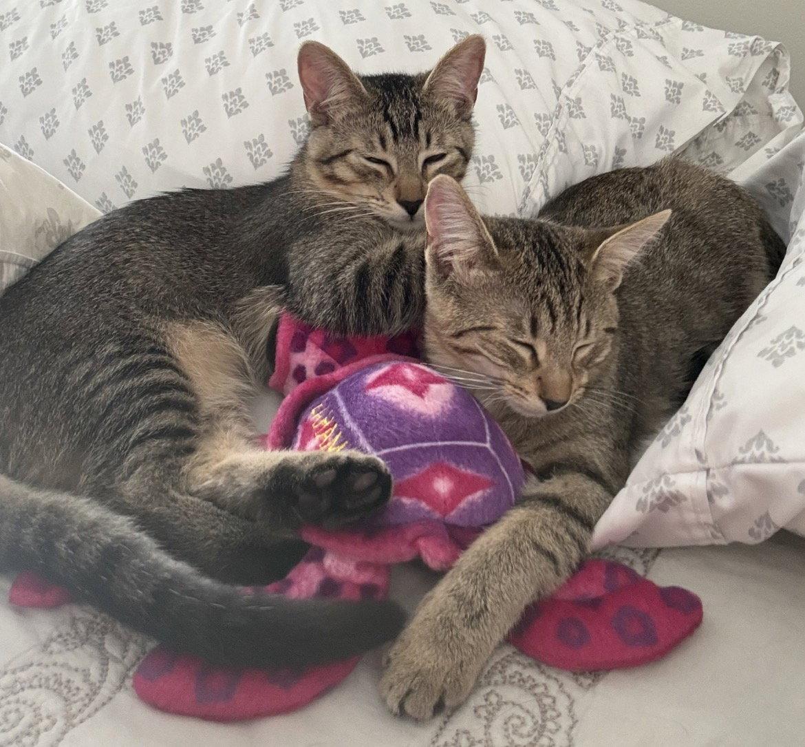 Enlarge Sugar Bear and Sweet Pea, a Adoptable Tabby in O'Fallon, MO image 3/3