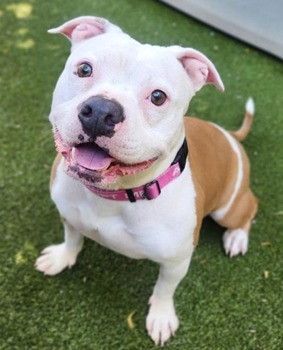 Enlarge Princess Nene, a Adoptable Staffordshire Bull Terrier in Minneapolis, MN image 1/1