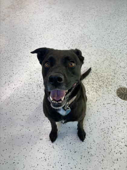 Enlarge Nala, a Adoptable Labrador Retriever in Rapid City, SD image 2/3