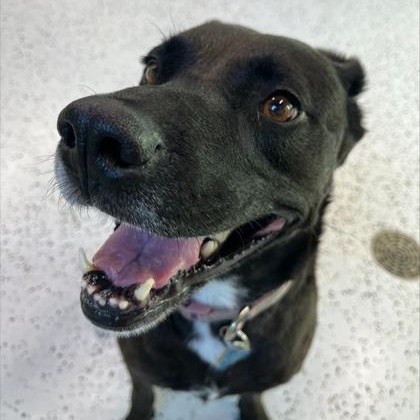 Nala, Adoptable, Senior Female Labrador Retriever.