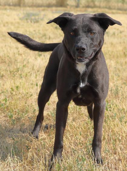 Enlarge Nala, a Adoptable Labrador Retriever in Rapid City, SD image 3/3