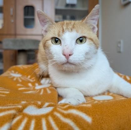 Frank, Adoptable, Adult Male Domestic Short Hair.