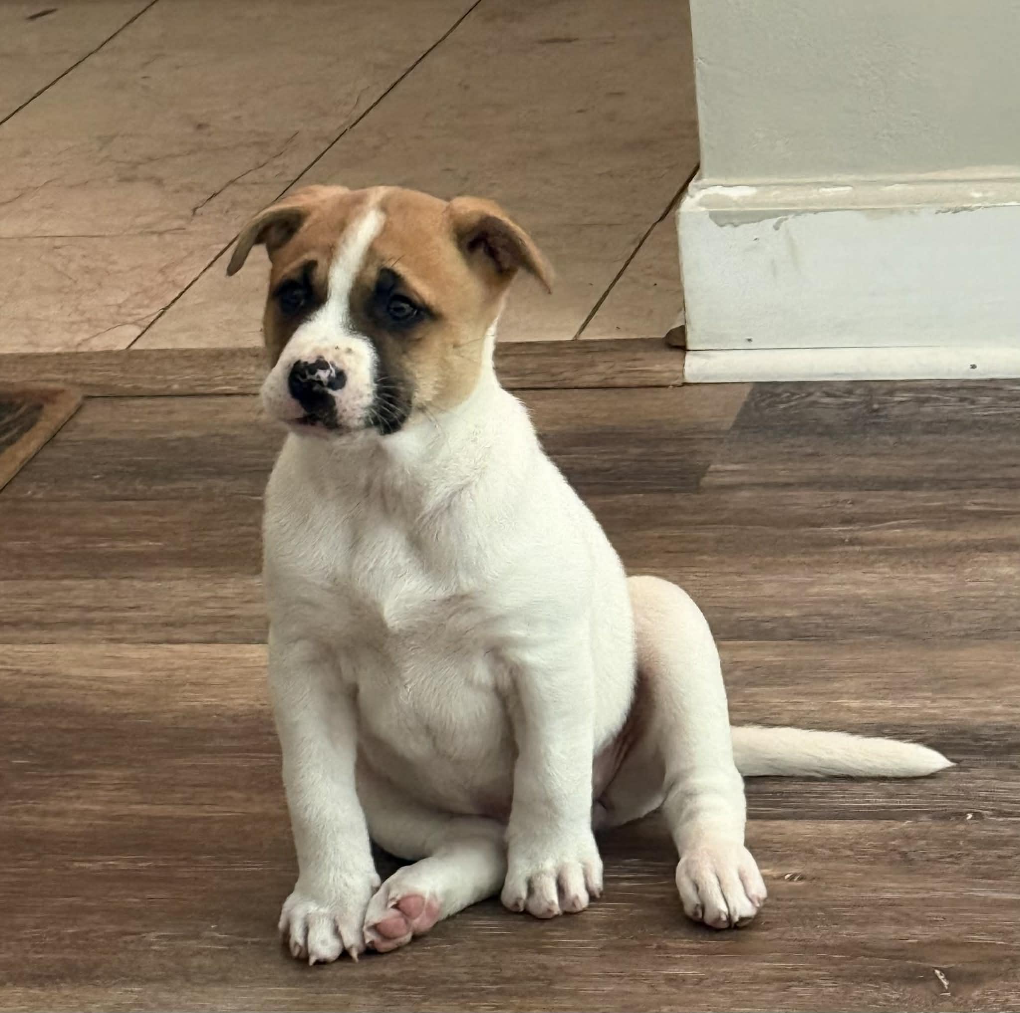 Jophiel, adopted, Puppy Female Akita.