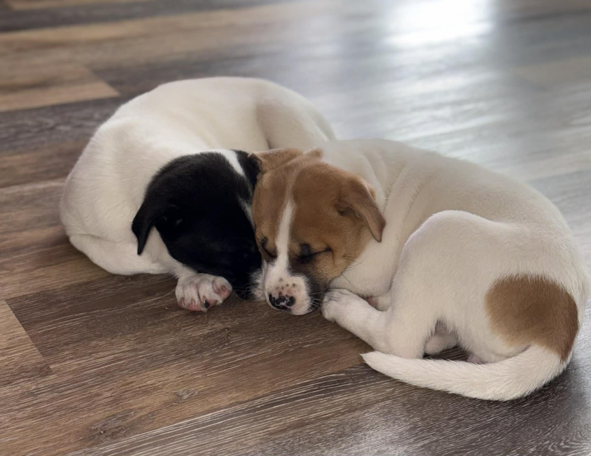 Enlarge Jophiel, an adopted mixed breed in Crown Point, IN image 4/6