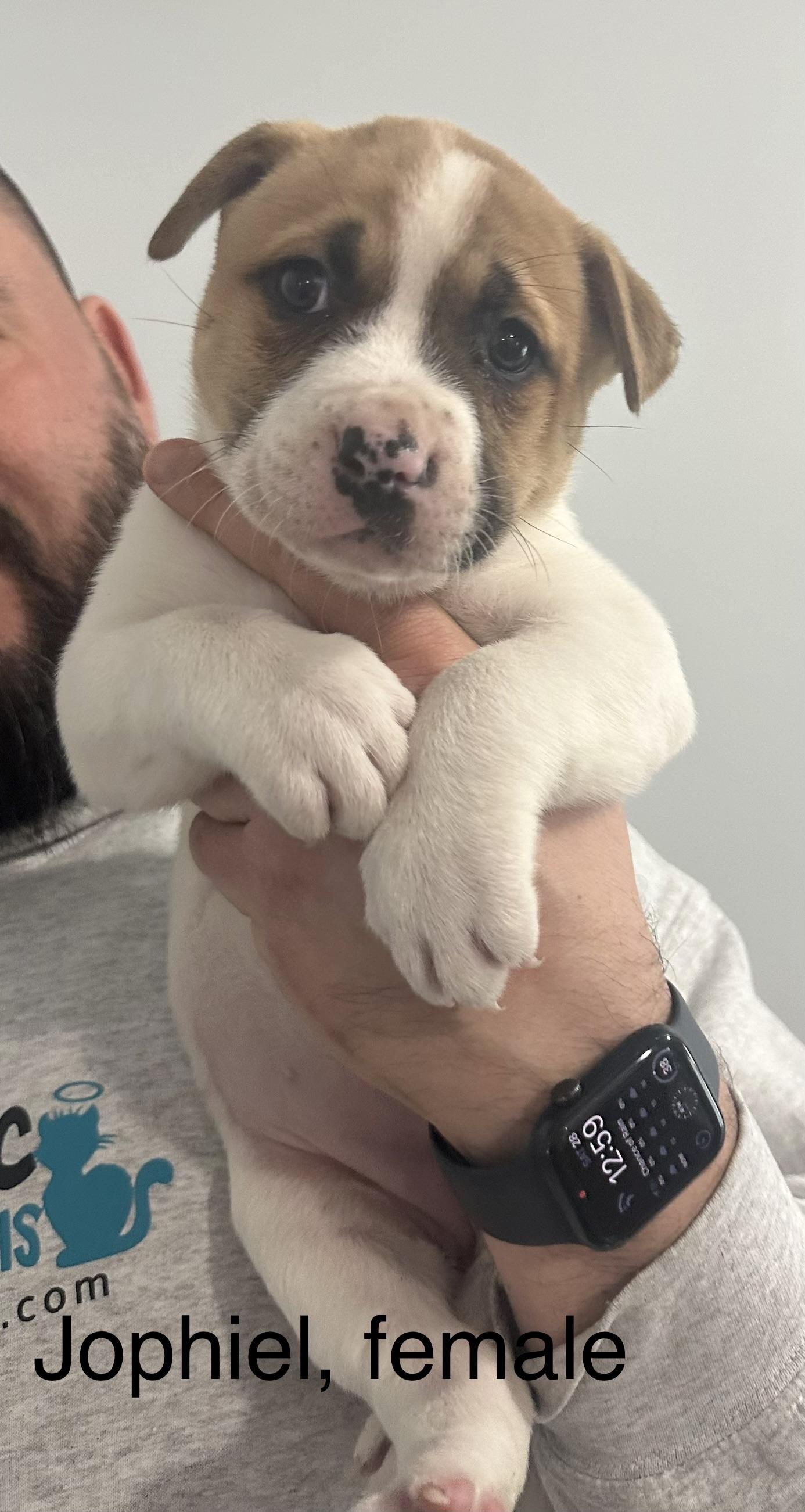 Enlarge Jophiel, an adopted mixed breed in Crown Point, IN image 2/6