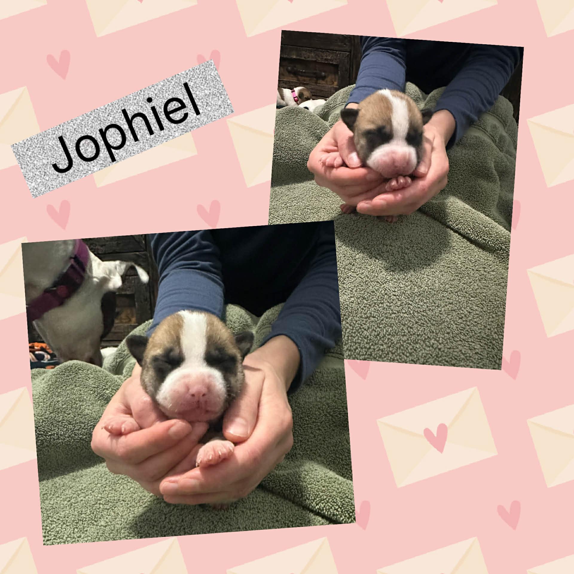 Enlarge Jophiel, an adopted mixed breed in Crown Point, IN image 3/6