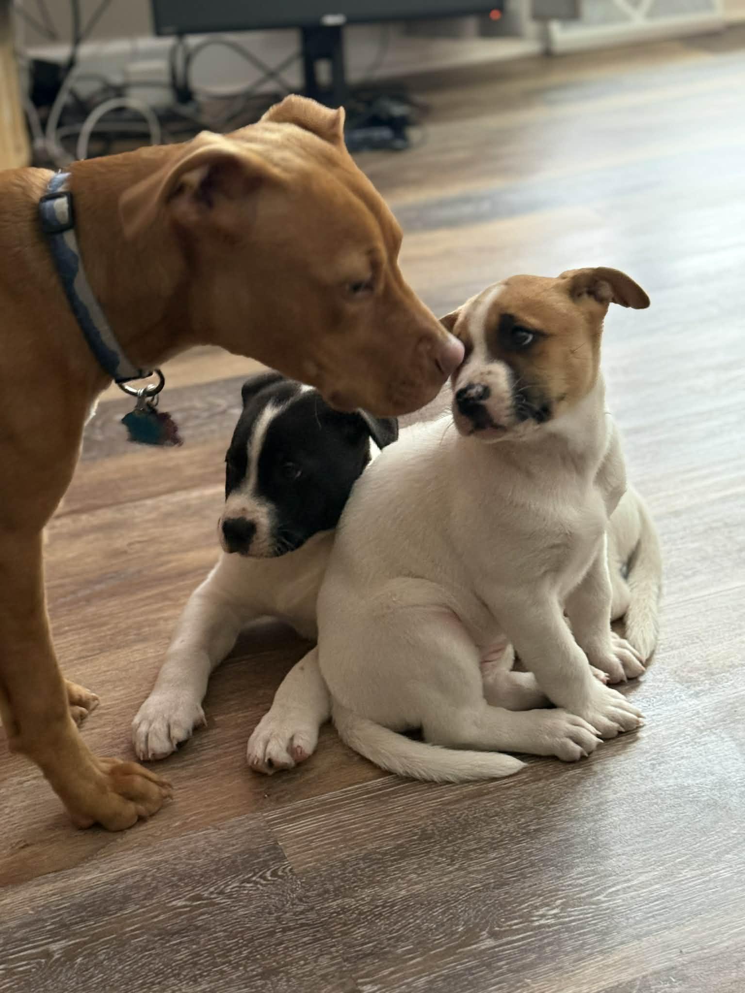 Enlarge Jophiel, an adopted mixed breed in Crown Point, IN image 5/6