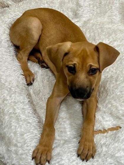 Asher, Adoptable, Puppy Male Mixed Breed & Mixed Breed.