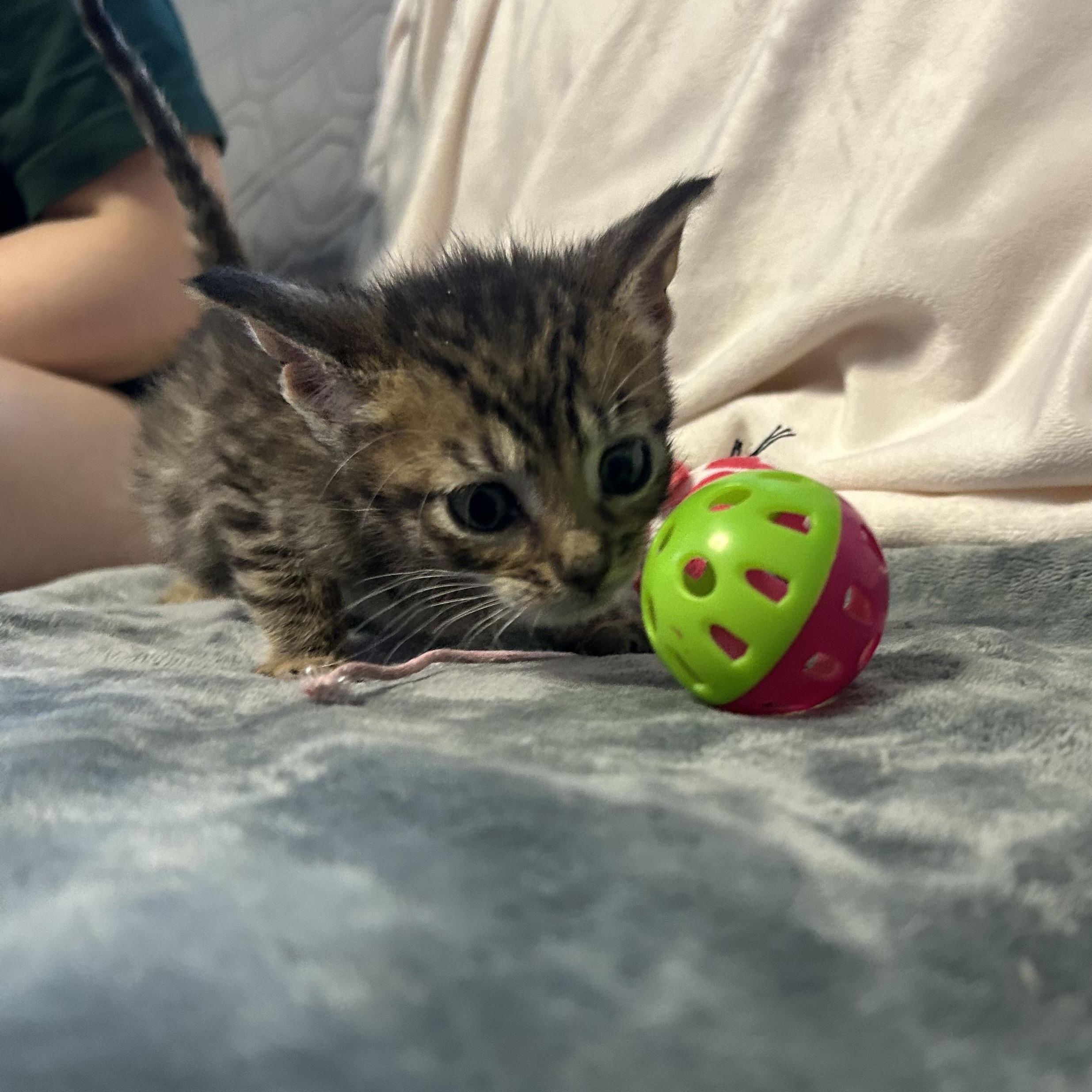 Aeolus Domestic Short Hair Cat
