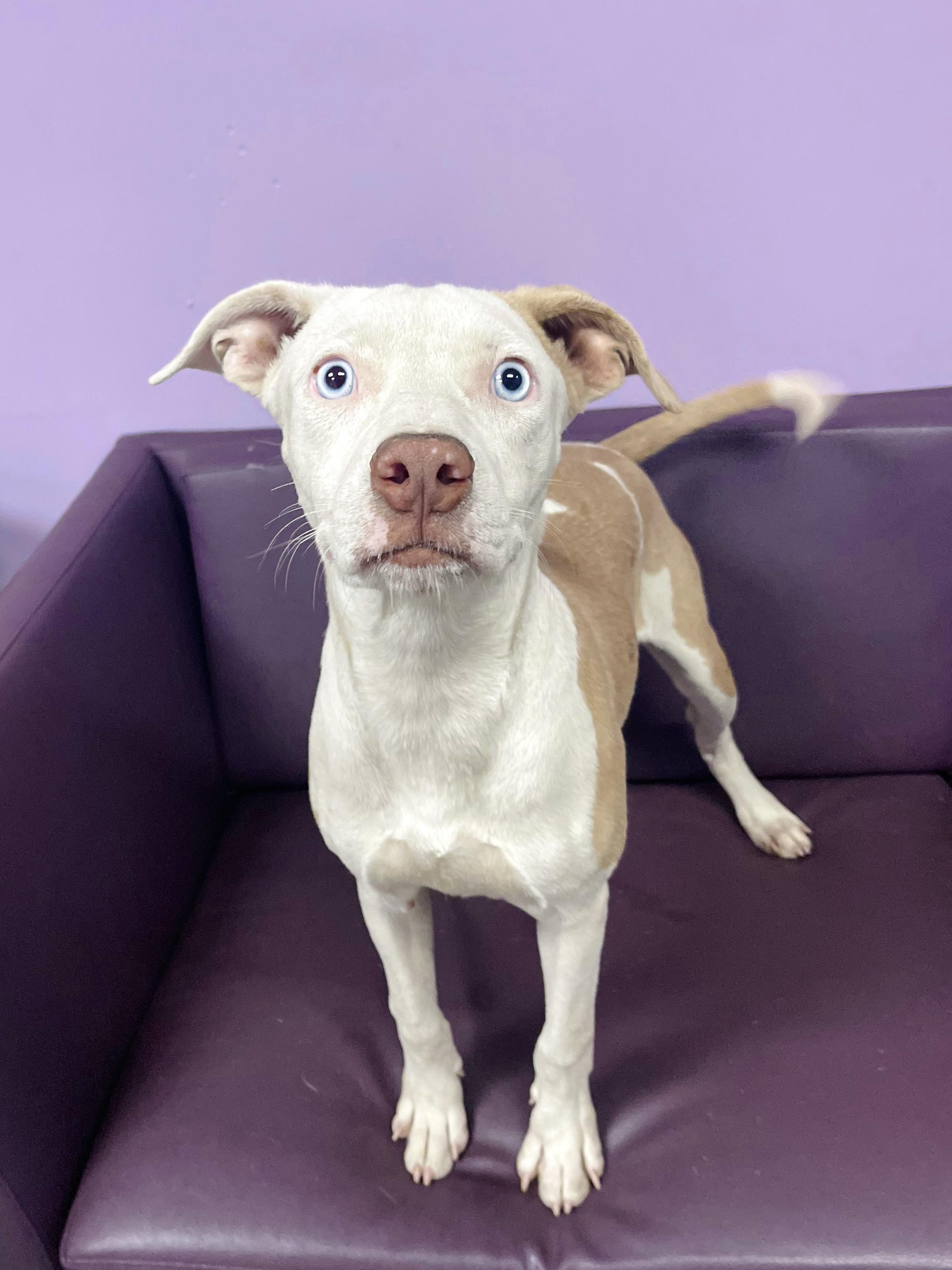 Enlarge Freida in NH. Come Meet our Adoptable Dogs Wednesday-Saturday. More info in Bio, a Adoptable mixed breed in Manchester, NH image 1/3