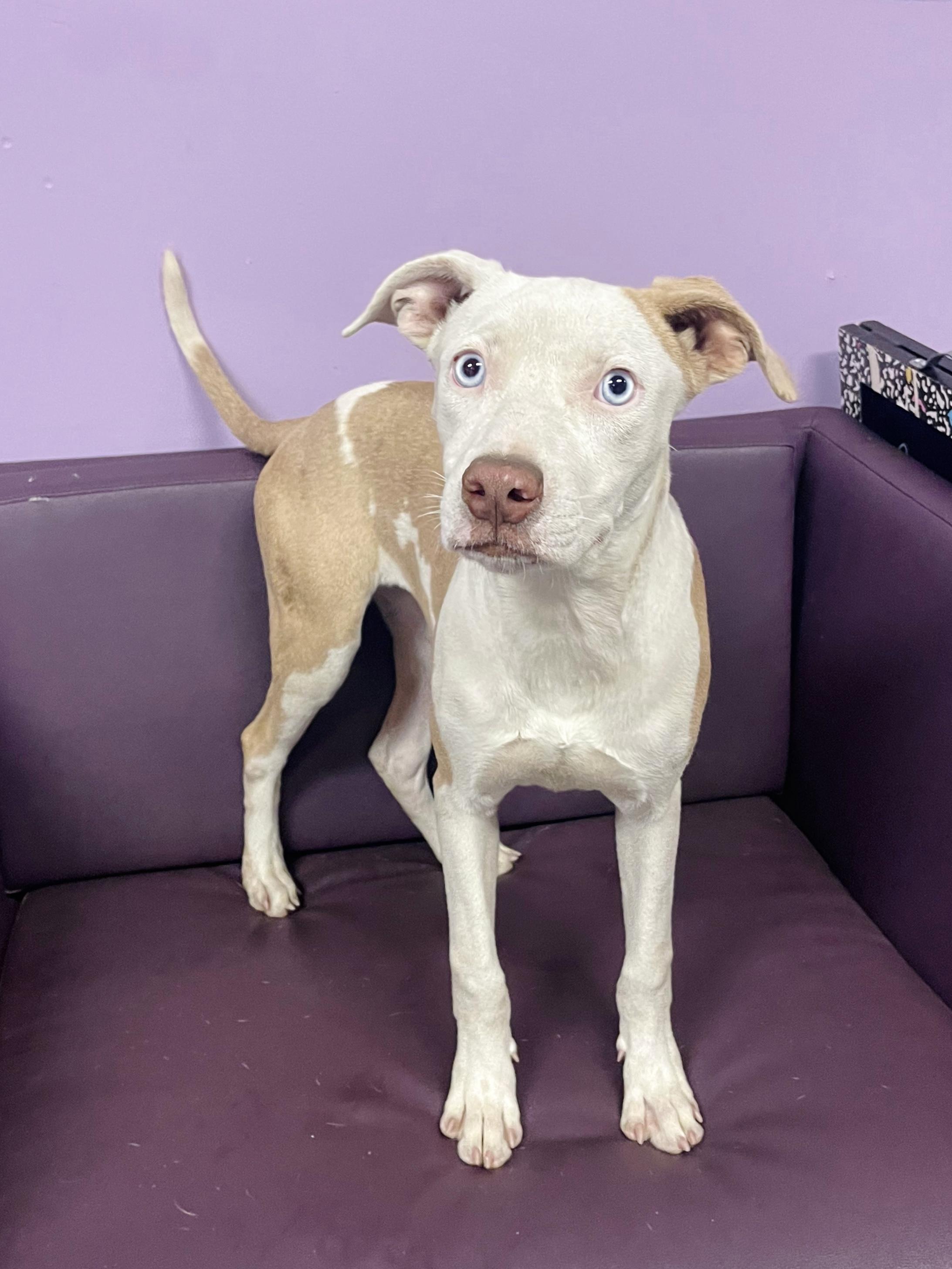 Enlarge Freida in NH. Come Meet our Adoptable Dogs Wednesday-Saturday. More info in Bio, a Adoptable mixed breed in Manchester, NH image 3/3