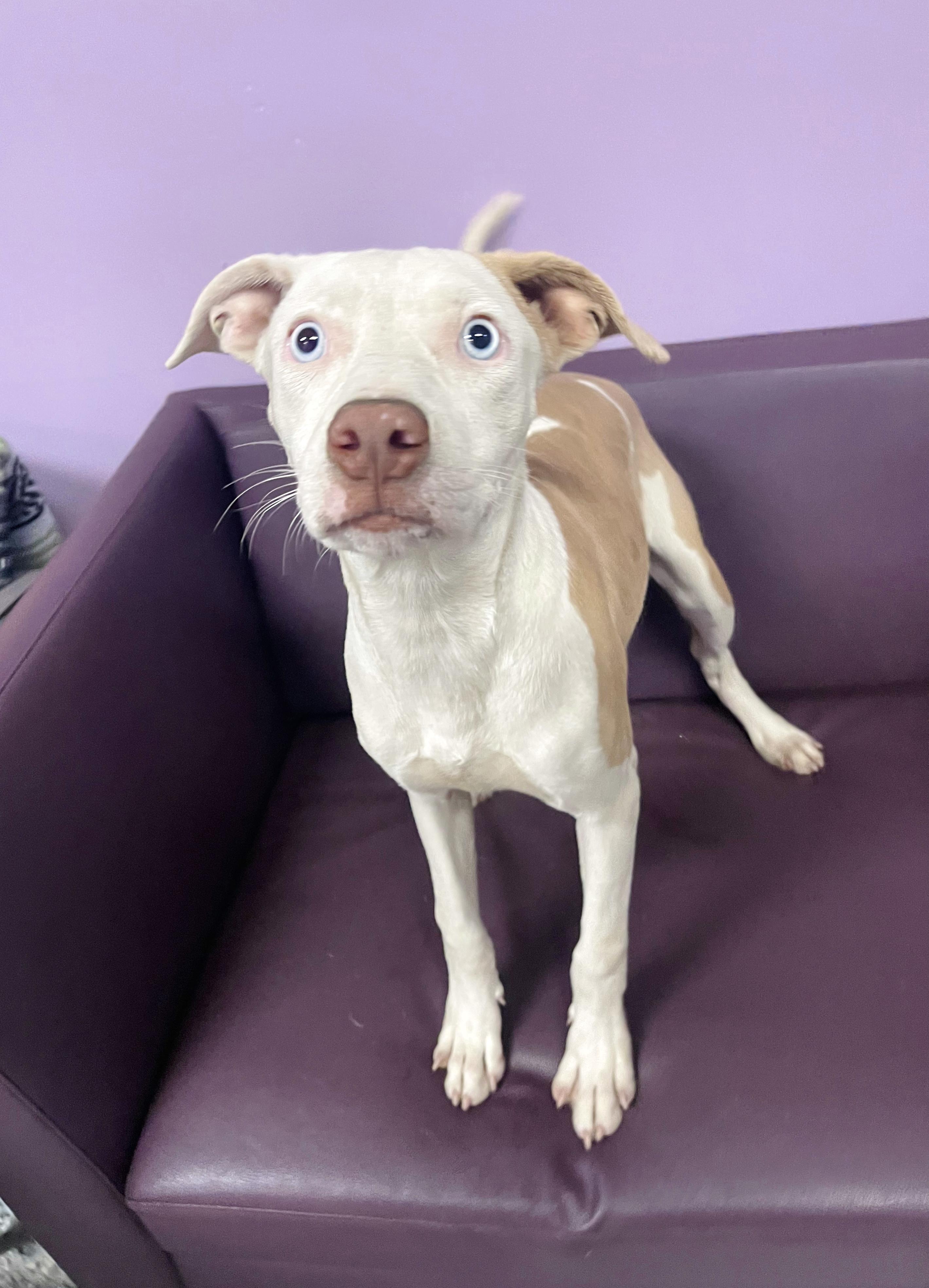 Enlarge Freida in NH. Come Meet our Adoptable Dogs Wednesday-Saturday. More info in Bio, a Adoptable mixed breed in Manchester, NH image 2/3