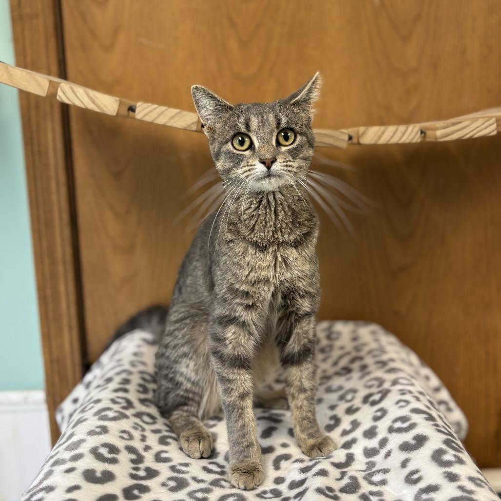 Enlarge Feliciana, a Adoptable Domestic Short Hair in Fargo, ND image 1/1