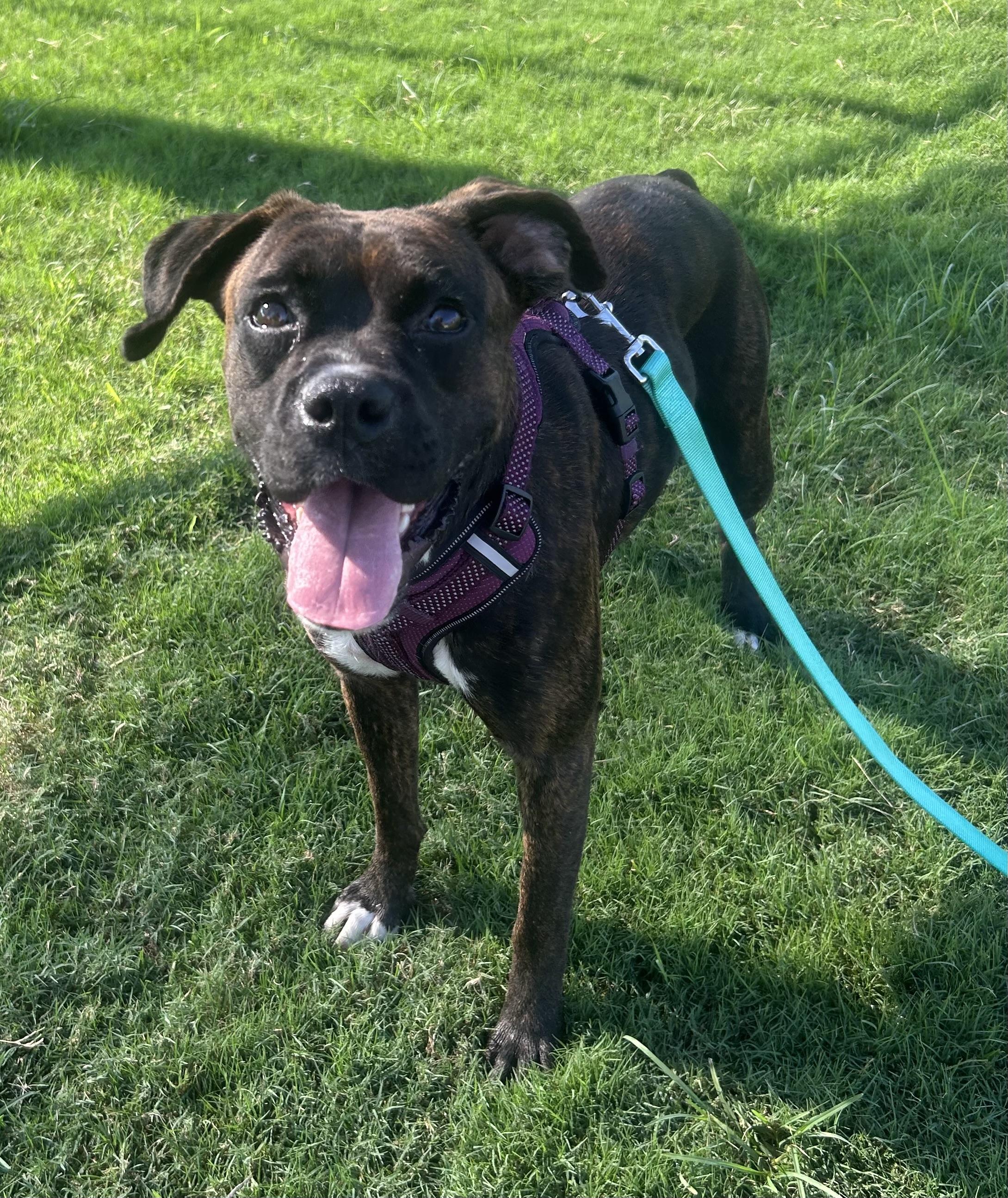 Abigail, ADOPTABLE, Adult Female Boxer.