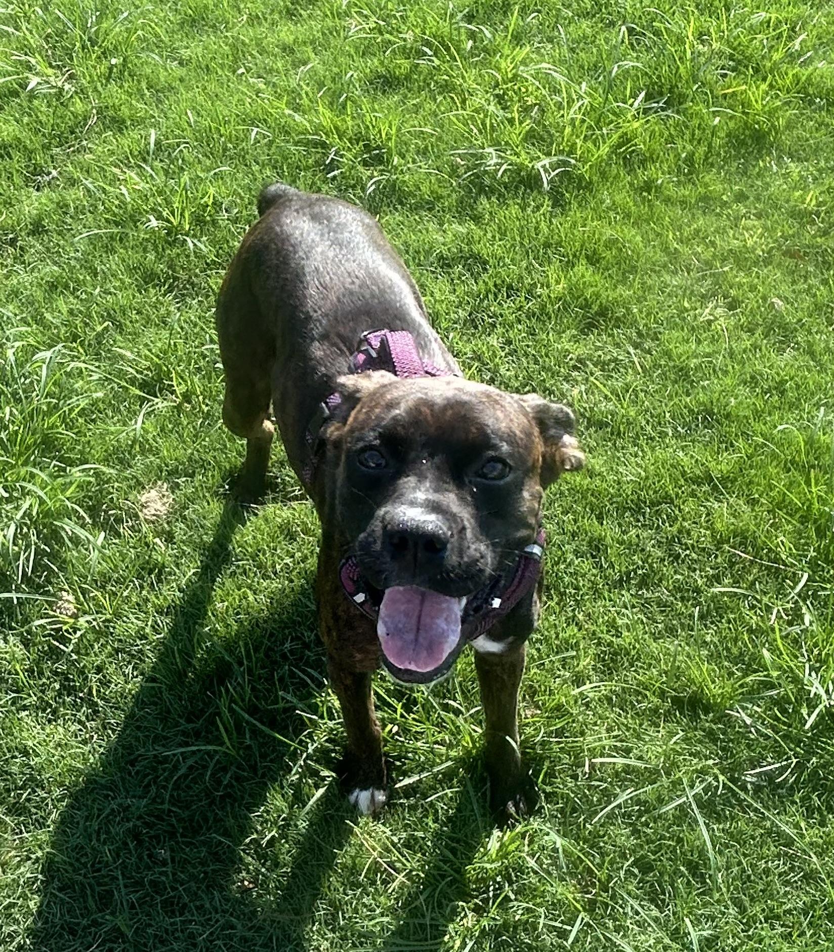 Abigail, a ADOPTABLE mixed breed in Siloam Springs, AR image 2/4