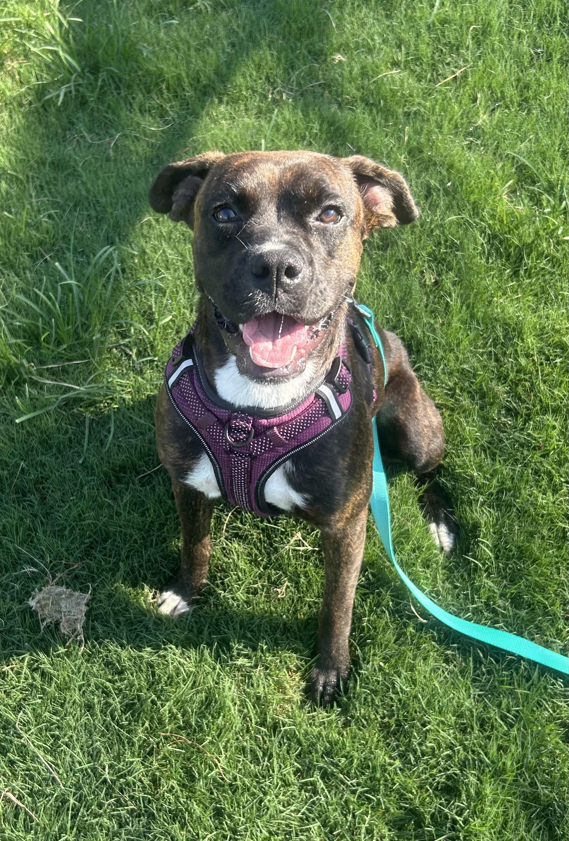 Abigail, a ADOPTABLE mixed breed in Siloam Springs, AR image 3/4