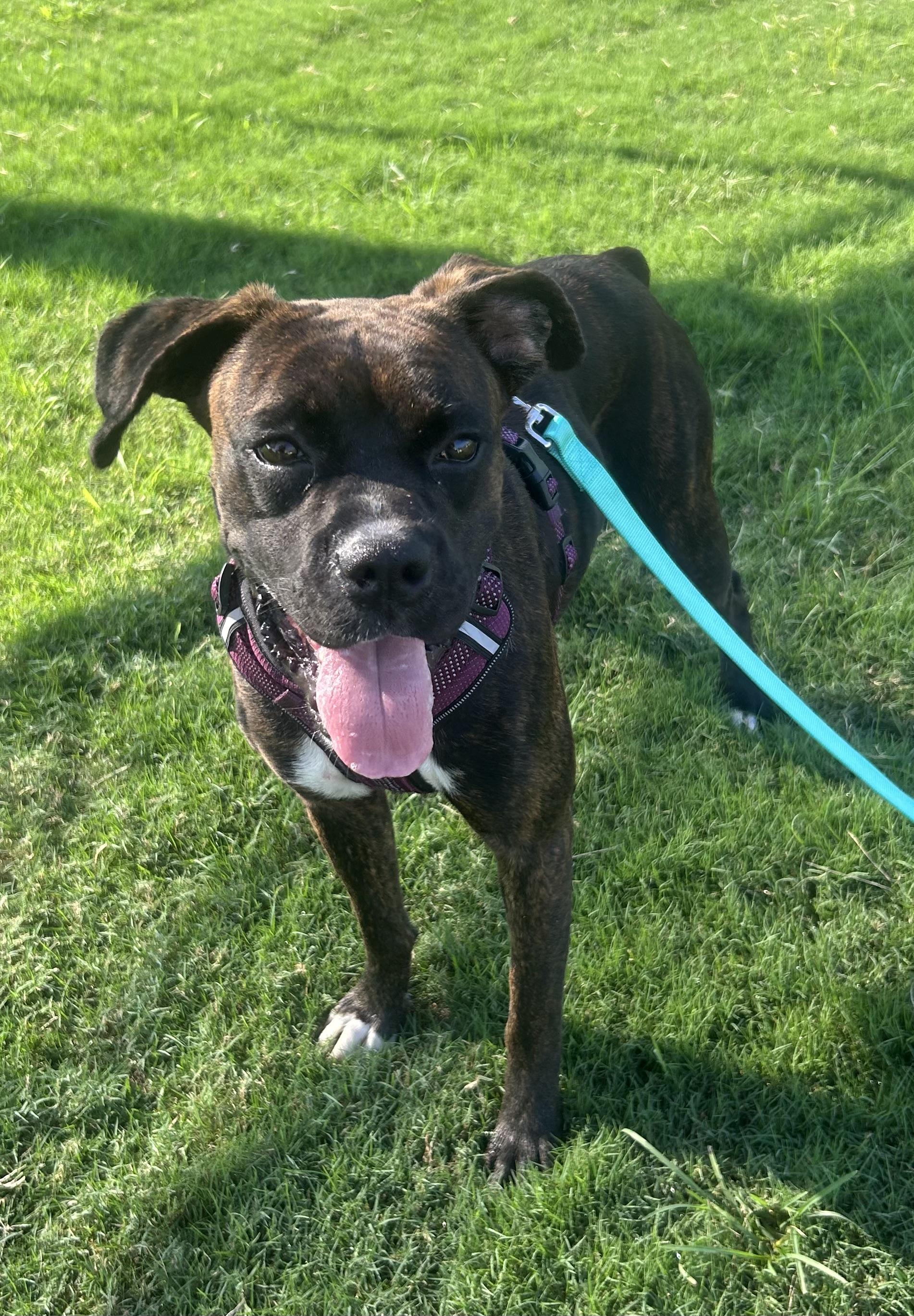 Abigail, a ADOPTABLE mixed breed in Siloam Springs, AR image 4/4