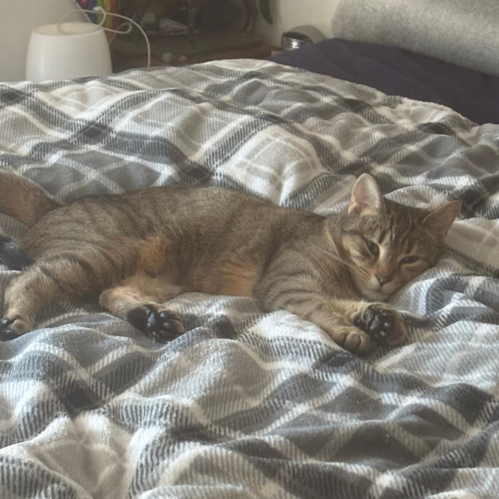 Lilyanna, Adoptable, Adult Female Domestic Short Hair.