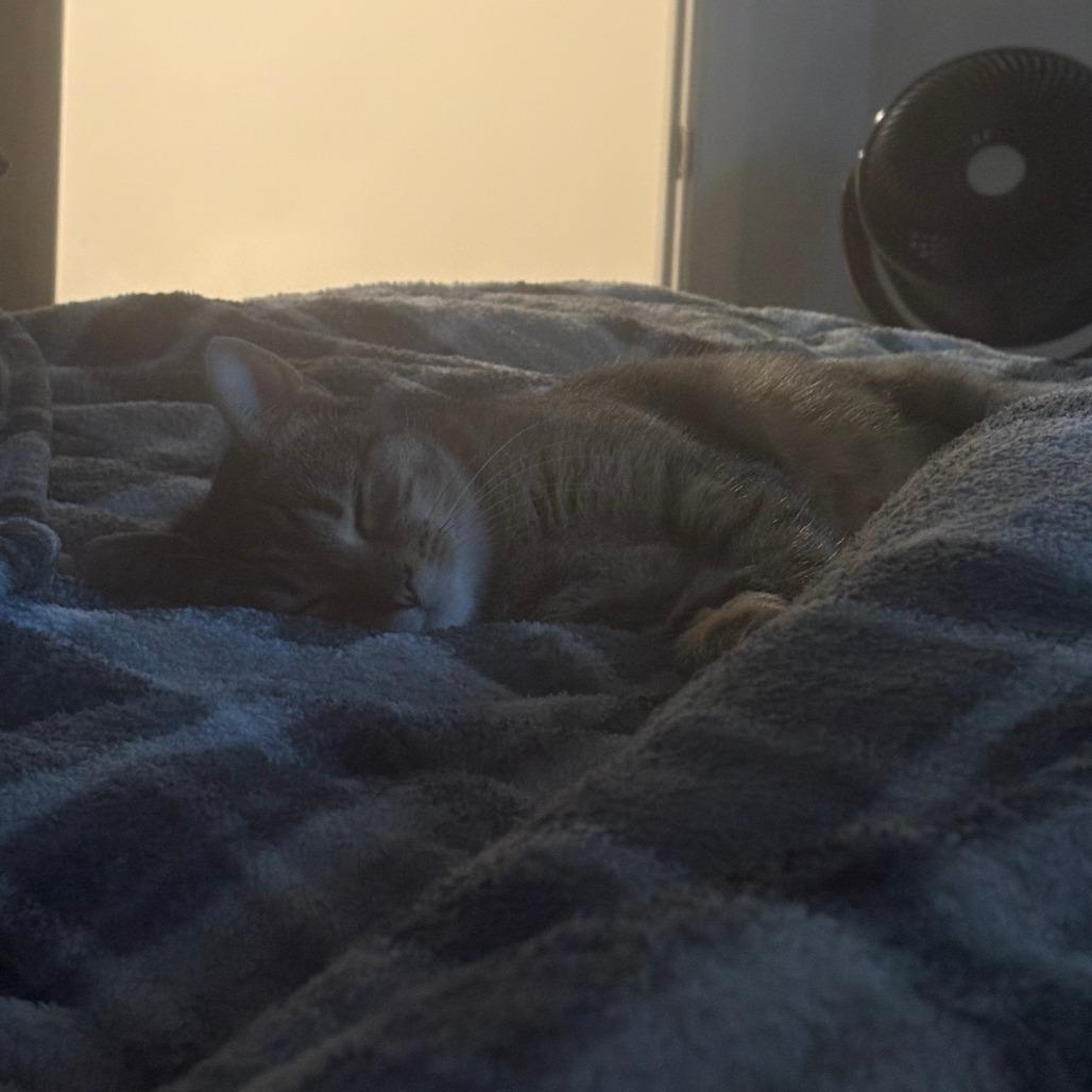 Lilyanna, a Adoptable Domestic Short Hair in York, PA image 2/3