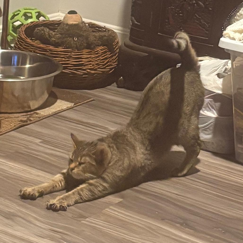 Lilyanna, a Adoptable Domestic Short Hair in York, PA image 3/3