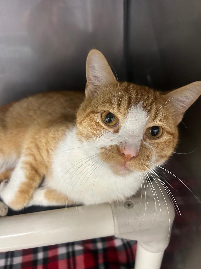 Norman (PA), Adopted, Young Male Domestic Short Hair.