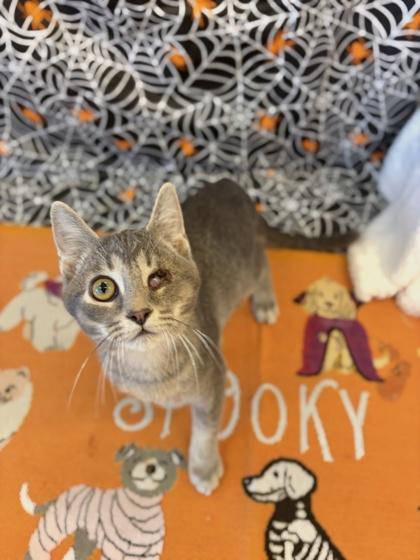 Rimmie, Adoptable, Young Male Domestic Short Hair & Domestic Short Hair.
