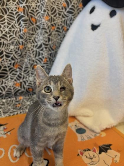 Enlarge Rimmie, a Adoptable mixed breed in Columbus, IN image 2/3