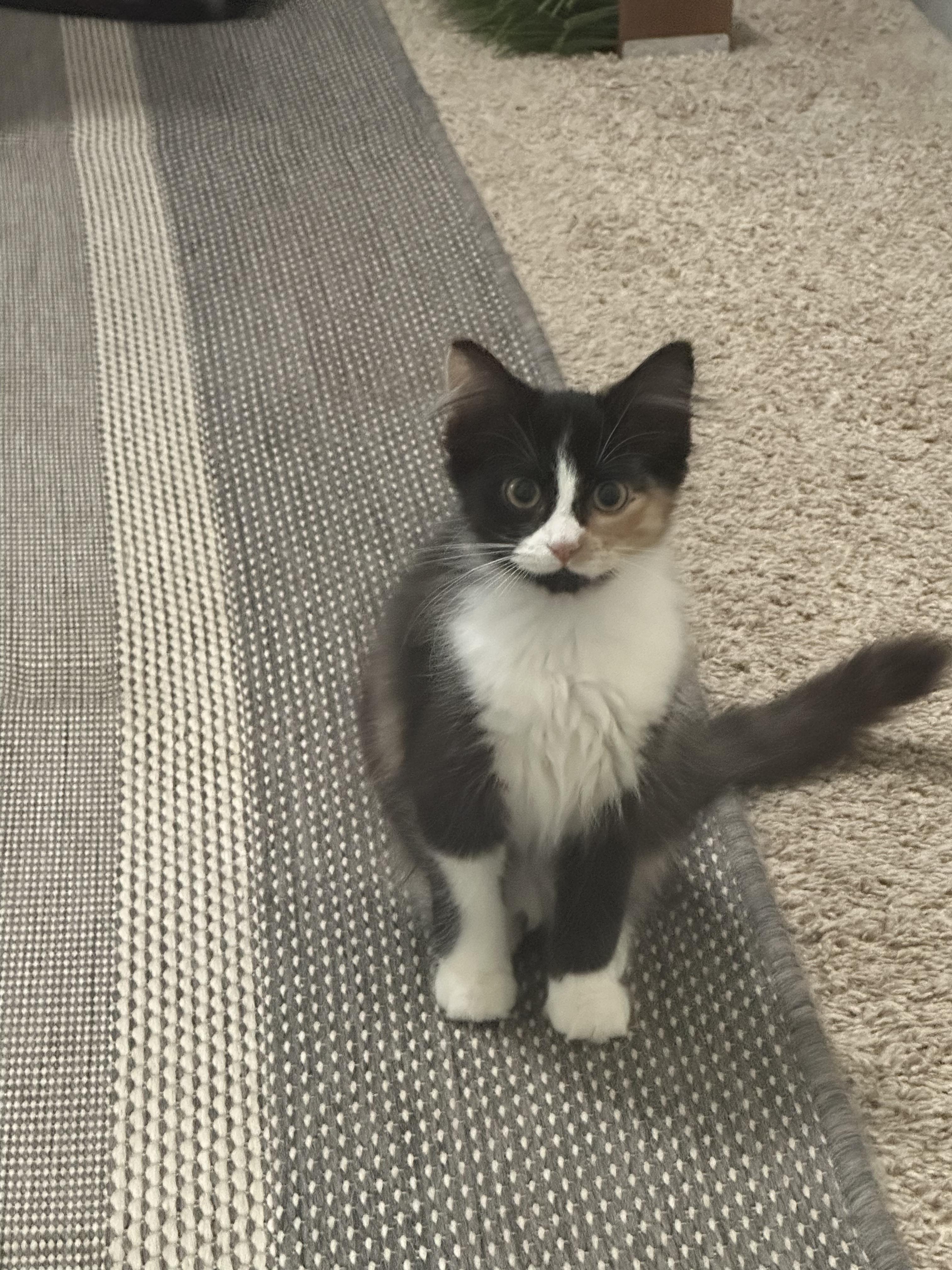 'COCO', adopted, Kitten Female Calico & Domestic Medium Hair.