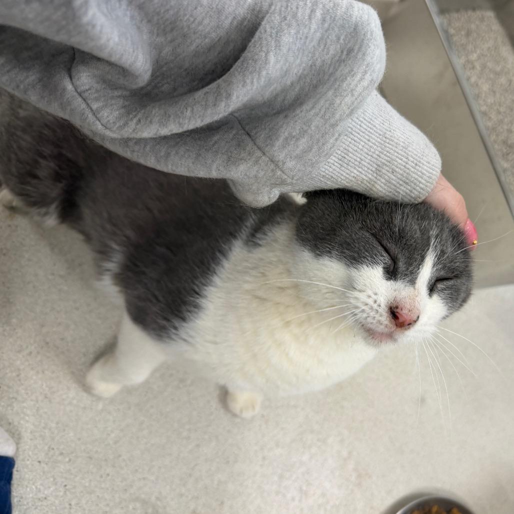 Pretty, Adoptable, Adult Female Domestic Short Hair.