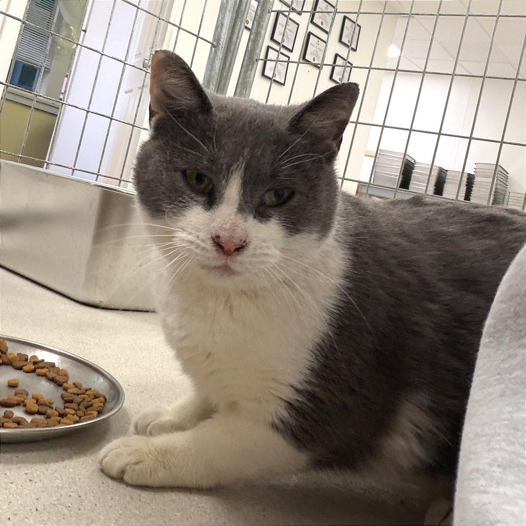 Enlarge Pretty, a Adoptable Domestic Short Hair in East Smithfield , PA image 2/6