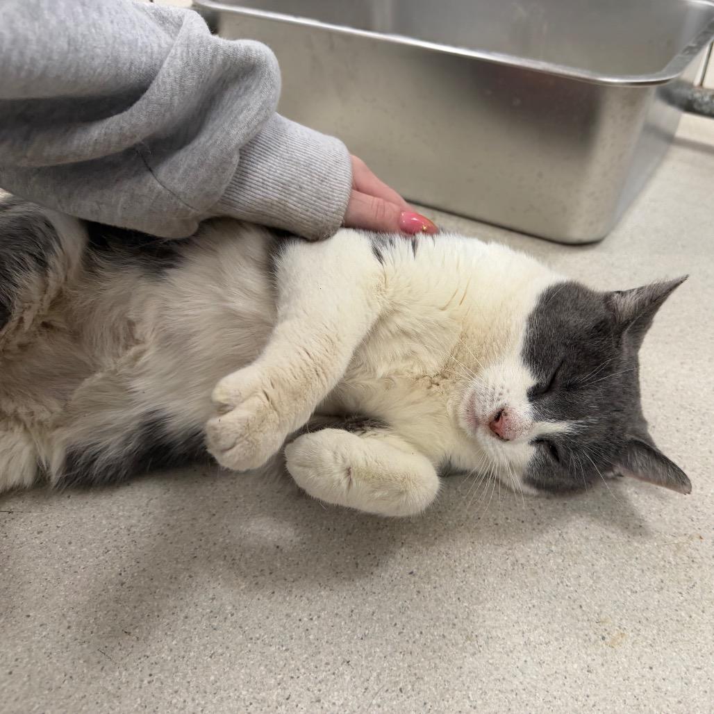 Enlarge Pretty, a Adoptable Domestic Short Hair in East Smithfield , PA image 3/6