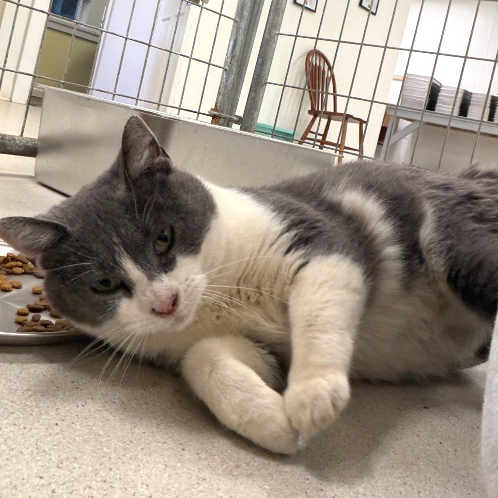 Enlarge Pretty, a Adoptable Domestic Short Hair in East Smithfield , PA image 4/6