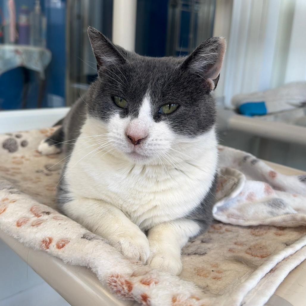 Enlarge Pretty, a Adoptable Domestic Short Hair in East Smithfield , PA image 5/6