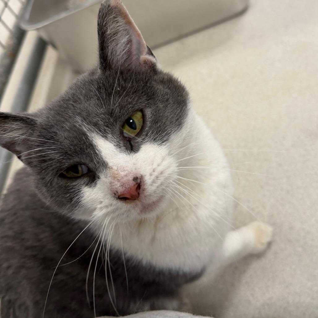 Enlarge Pretty, a Adoptable Domestic Short Hair in East Smithfield , PA image 6/6