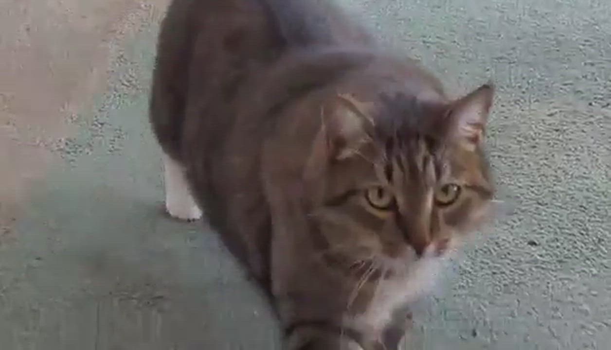 Enlarge Tinkerbell , a Adopted Domestic Short Hair in Ann Arbor, MI video 3/5