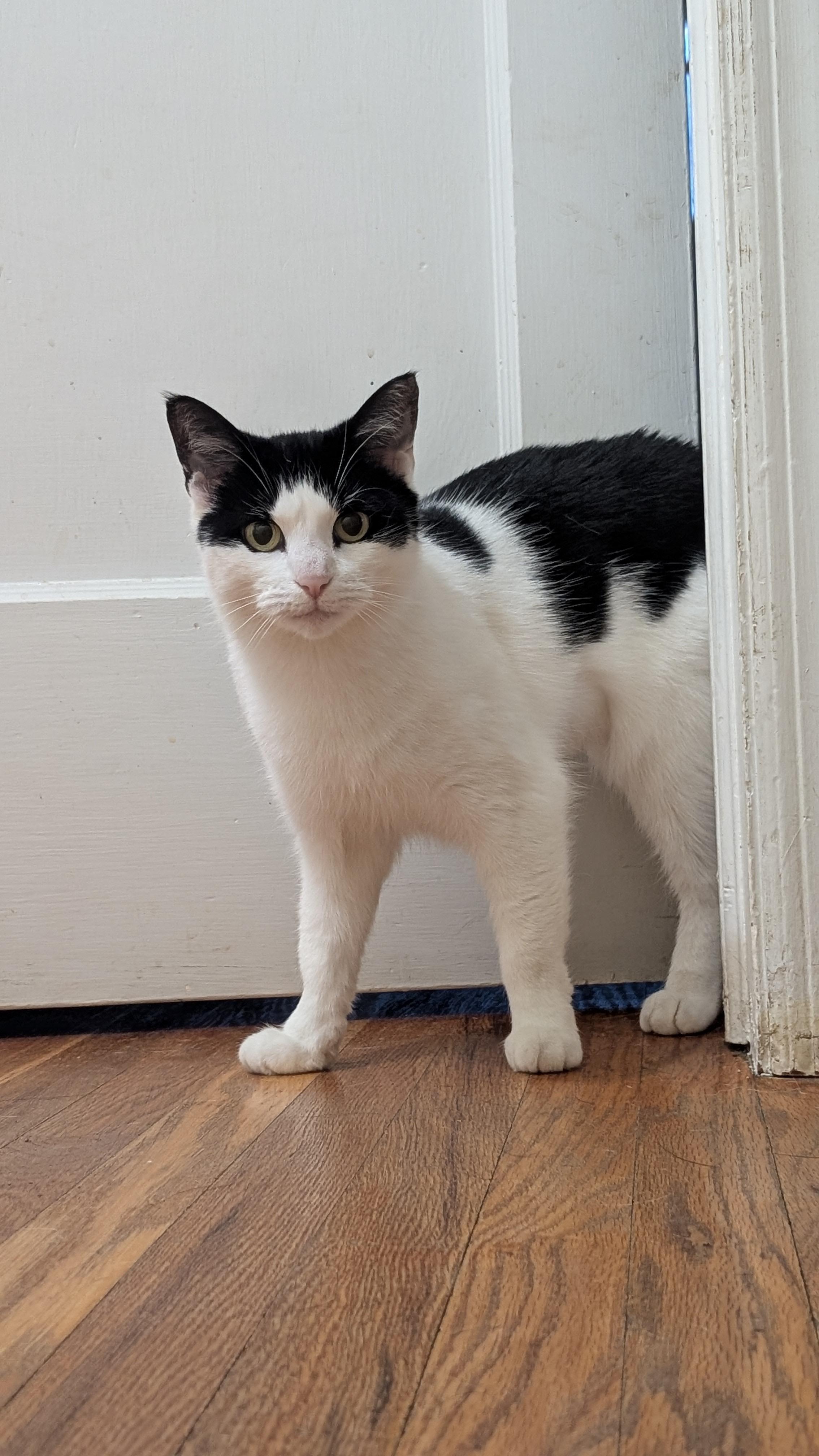 Enlarge Marbles, a Adoptable Domestic Short Hair in Philadelphia, PA image 2/2