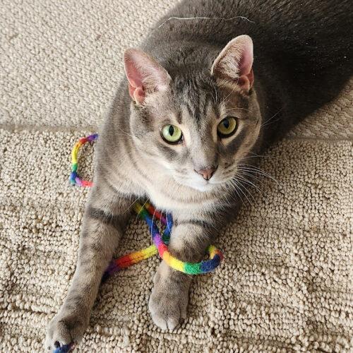 Enlarge Bogie, a Adoptable Domestic Short Hair in Fishers, IN image 1/5