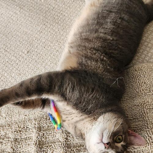 Enlarge Bogie, a Adoptable Domestic Short Hair in Fishers, IN image 3/5