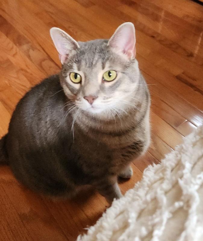 Enlarge Bogie, a Adoptable Domestic Short Hair in Fishers, IN image 5/6