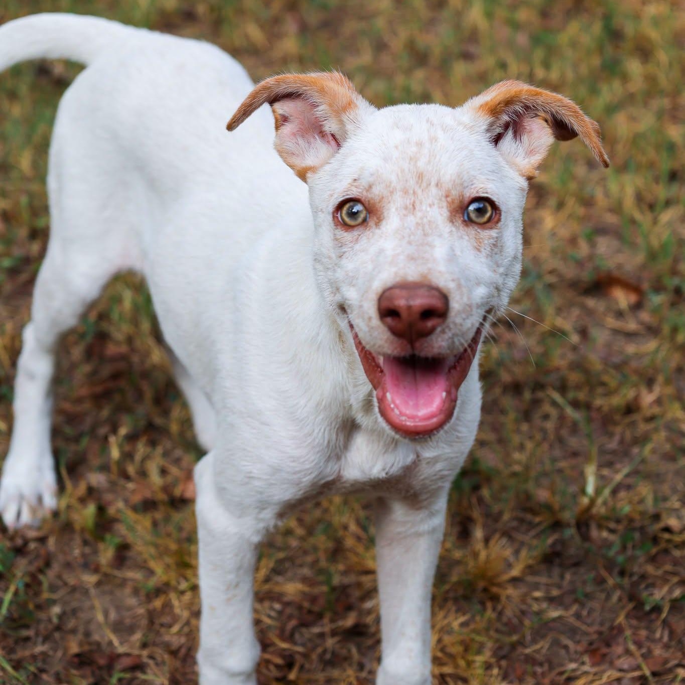 Blossom, Adoptable, Puppy Female Cattle Dog.