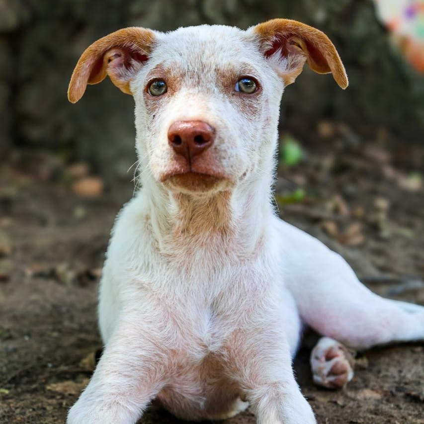 Enlarge Blossom, a Adoptable mixed breed in Mansfield, TX image 2/2