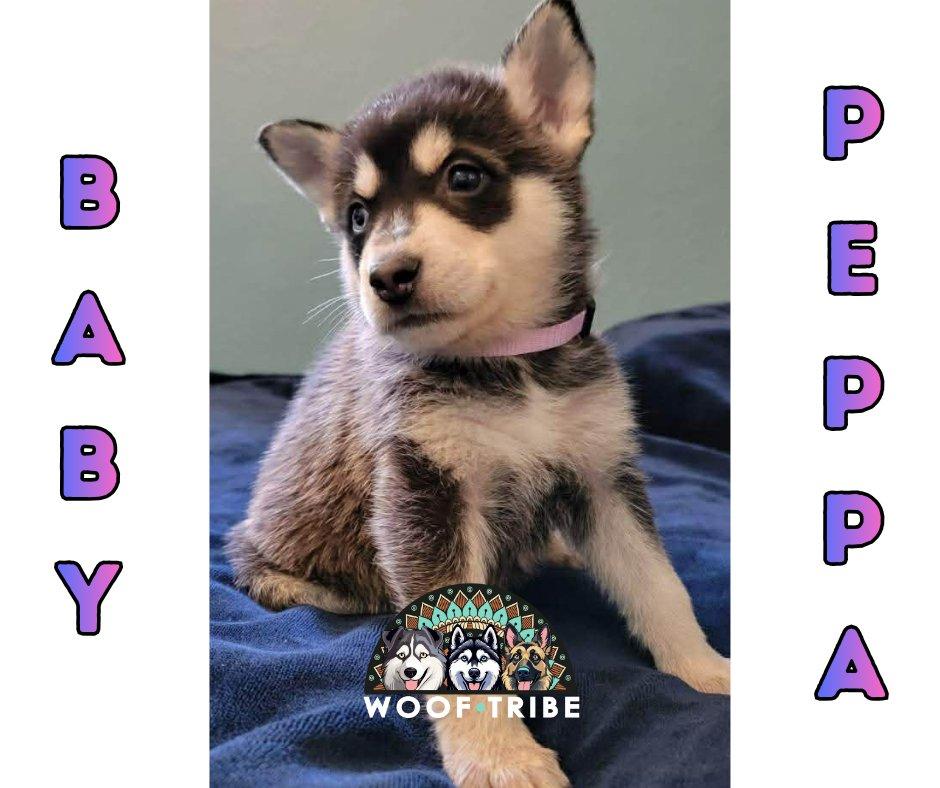💗🩷 Baby Peppa 💜🐾, ADOPTABLE, Puppy Female Siberian Husky.